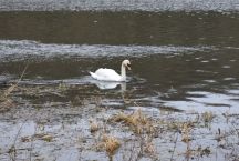 Image-Swan