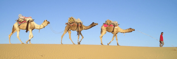 Image: 3 camels walking in convoy in desert, led by man